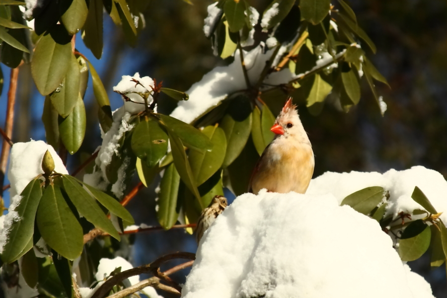 2013 02 09 IMG 4208e